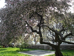 2011 Spring Scenery Walk - Riverside Park 16